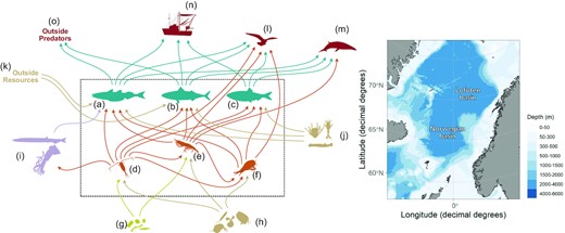 Schematic representation of the Norwegian Sea CaN model: food-web (left) and geographical location (right). (a) blue whiting, (b) mackerel, (c) herring, (d) copepods, (e) krill, (f) amphipods, (g) primary producers, (h) small zooplankton, (i) mesopelagic fauna, (j) large zooplankton, (k) resources outside the Norwegian Sea, (l) birds, (m) marine mammals, (n) fisheries, (o) predators outside the Norwegian Sea. Arrows symbolise fluxes and are coloured according to the prey group. The model domain is represented by the dashed rectangle. The biomass of trophospecies within the model domain are explicitly followed in the CaN model. For groups outside the model domain, only in/out fluxes are considered.