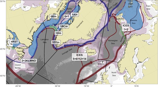Overview of Greenland halibut stocks (labels) in North Atlantic and information mentioned in the text. Bathymetry is shown as white-grey shading on the background. Red and blue arrows indicate Atlantic and Arctic ocean currents, respectively, that potentially influence the distribution of eggs and larvae. The purple area indicates suitable habitat for Greenland halibut from Vihtakari et al. (2021). The green area represents known spawning locations, and the blue shading known juvenile grounds.