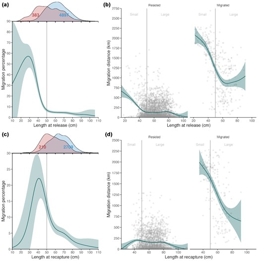 Migration by length at release (a–b) and recapture (c–d). (a) and (c) binomial general additive models (GAM) using migration proportion as a response. Marginal distributions on top indicate relative distributions of migrating (red) and residing fish (blue). Numbers on the distributions indicate the number of observations for each case. (b) and (d) GAMs using straight line migration distances for individuals that resided (left) and migrated (right) as responses. Size classes of fish are shown on the background with grey vertical lines and individual fish as small circles. Shading for the blue line indicates 95% CIs for the GAMs.