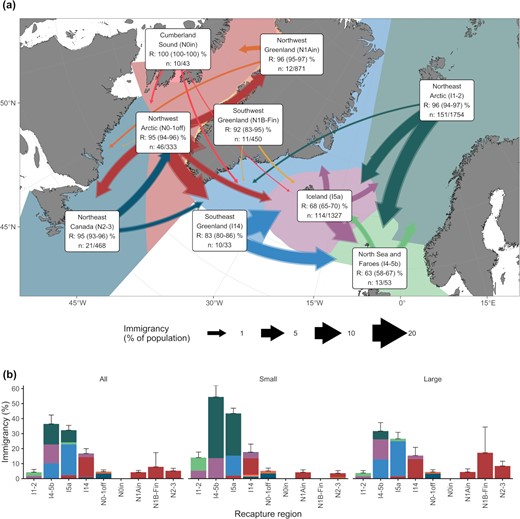 Immigrancy percentage from tagging to recapture regions. (a) Map for all data. The widths of the arrows are scaled to the immigrancy percentage and the colour to the tagging region. Transparent and solid arrows indicate the upper and lower 95% bootstrapped CIs, respectively. Residency percentage (R) together with CIs and the number of migrated/recaptured fish are given together with region labels. (b) Bar graph showing all data (the same as a), small (≤50 cm), and large (>50 cm at tagging) fish. Error bars indicate the upper CIs for the total immigrancy estimate. Colours indicate tagging regions and are the same as in (a). The arrows and bars exclude the resident portion of the total dispersal value.