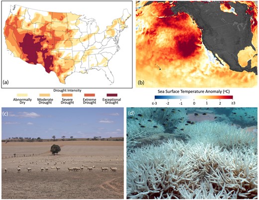 Illustration showing the parallels between climate shocks on land (a; drought) and marine climate shocks (b; marine heatwaves). For terrestrial food production systems, like agriculture and cattle systems (c), many financial tools exist (e.g. parametric insurance) that operators can buy in order to manage these climate risks. At sea, fishers, aquaculturalists, and marine tourism operators depend on the biological productivity of the oceans. Marine climate shocks such as marine heatwaves can impact this productivity, for example, by creating conditions where corals bleach (d). Figures a and b are from the NASA Earth Observatory; c is a photograph taken by VirtualSteve, Wikipedia; and d is from Damian Thomson, CSIRO.