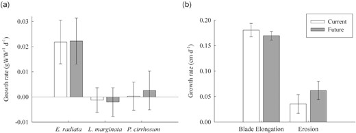 (a) Growth rates (gWW−1 d−1) for E. radiata, L. marginata, and P. cirrhosum under current (400 ppm, pH 7.85–8.15, dark grey bars) and future (850 ppm, pH 7.50–7.80, white bars) CO2 concentrations, and (b) blade elongation and erosion (cm d−1) of E. radiata, measured using the hold punch method, under current and future fluctuating CO2 concentrations. Bars are mean ± SE (n = 8). For two-way and one-way ANOVAs and post hoc test results see Supplementary Tables S2 and S3.