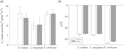 (a) Ci uptake (CO2 + HCO3−) and (b) δ13C isotope values for E. radiata, L. marginata, and P. cirrhosum under current (400 ppm, pH 7.85–8.15, white bars) and future (850 ppm, pH 7.50–7.80, grey bars) fluctuating CO2 concentrations. Bars are mean ± SE (n = 8). For two-way ANOVA and post hoc test results see Supplementary Tables S2 and S3.