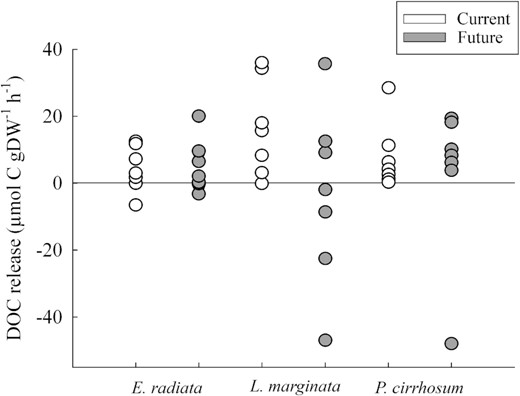 Net DOC production (μmol C gDW−1 h−1) for E. radiata, L. marginata, and P. cirrhosum under current (400 ppm, pH 7.85–8.15, white circles) and future (850 ppm, pH 7.50–7.80, grey circles) fluctuating CO2 concentrations. Circles are replicate seaweeds (n = 8). For two-way ANOVA and post hoc test results see Supplementary Tables S2 and S3.