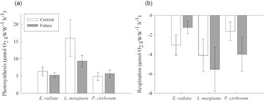 (a) Net photosynthetic rates (μmol O2 gWW−1 h−1) for E. radiata, L. marginata, and P. cirrhosum under current (400 ppm, pH 7.85–8.15, dark grey bars) and future (850 ppm, pH 7.50–7.80, white bars) CO2 concentrations, and (b) respiration rates (μmol O2 gWW−1 h−1) for E. radiata, L. marginata, and P. cirrhosum under current and future fluctuating CO2 concentrations. Bars are mean ± SE (n = 8). For two-way ANOVA and post hoc test results see Supplementary Tables S2 and S3.