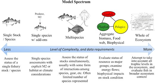 Continuum of models based on level of complexity and ecosystem information incorporated. Multispecies models fall in the middle between single-species and full end-to-end ecosystem models (modified from: Link, 2002, Figure 1).