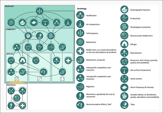 Schematic of the SEE-scapes perspective and symbology key. SEE-scapes is a framework for contextualizing previous and future research from a holistic perspective grounded in behavioural ecology concepts. It attempts to capture the multi-faceted and hierarchical dependencies of the ecological drivers relevant to the lives of a study species, its populations, and its individuals. Ecological drivers are captured by “nodes”, the smaller dark blue circles with iconography. Nodes can be duplicated at the seascape, community, species, or individual levels of the hierarchical SEE-scape and have within- and cross-level impacts on other nodes. These relationships are illustrated by the arrows in the figure. Individual variation within species is represented by the dice faces. The symbology key contains each node and the ecological driver it represents. More information on the relevance of each node in the context of the modern seascape can be found in Table 1.