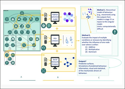 The SEE-scapes workflow: how we envisage the SEE-scapes perspective to be used as a framework for designing and analysing ecological studies in the contemporary marine environment. Each stage (A–C) describes a different stage in the iterative research process. Stage (A) uses the SEE-scapes perspective to illustrate how users should consolidate available knowledge about the mechanistic interactions in the study system and identify nodes that they have or can measure in relation to a focal species behaviour. Stage (B) demonstrates how individual or small groups of nodes can be isolated for studies of a focal behaviour in relation to those nodes. Three examples of how to model behaviour based on measurable aspects of nodes are provided, and possible outputs from these example methods are illustrated. In (B), researchers could consider pruning back inputs to final predictive models for each node, especially if and when it is evident that a node has little to no effect on the focal behaviour. Outputs from (B) are themselves of scientific interest and suitable for publication and dissemination, but they are also used as inputs in stage (C). Stage (C) uses outputs from Stage (B) simultaneously to evaluate the direction and magnitude of each node’s behaviour and/or energetic expenditure. In this stage, researchers can evaluate whether nodes are multiplicative, additive, or dominant and produce predictions based on multiple inputs (models and/or nodes) using hierarchical models or model averaging. Here, two possible methods are described for achieving this outcome in (C): “Method 1” describes a multi-level hierarchical approach, and “Method 2” describes a multi-model model averaging and comparison approach. Stage (C) outputs can be fed back into the start of the SEE-scapes workflow, reinforming the mechanistic perspective of the drivers of behaviour in a given focal system from a more holistic perspective. Fundamental to the SEE-scapes workflow is the propagation of uncertainty and the acknowledgement of the hierarchical dependencies among nodes, and this will produce more realistic descriptions of the signal and noise of wild marine vertebrate ecology, which will be better situated to help address pressing questions in the contemporary seascape.