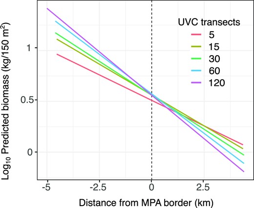 Predicted fish biomass with distance from the MPA border based on different UVC sample sizes. The Y axis is the log10 transformed predicted fish biomass (kg) and the X axis is distance from the MPA border (km). The different colors represent the average results for different numbers of transects based on 100 repetitions.