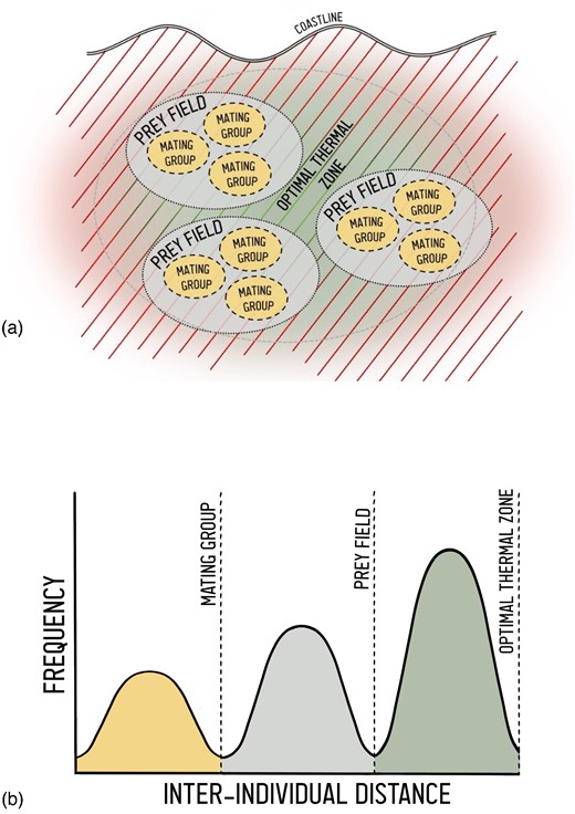 (a) A hypothetical example of nested drivers of elasmobranch aggregations. A given coastal environment may contain an optimal thermal zone, which could broadly attract individuals. These organisms aggregate within this zone to consume patchily distributed prey, and form mating groups within prey patches. (b) Simplified representation of the proposed process for identifying spatial bounds in aggregations. Frequency distributions of interindividual distances (as proposed in Syme et al., 2022) can be used to identify threshold distances, but these measures must also consider the scale of the common driver (in this example, mating opportunities, prey distribution, and thermal habitat).