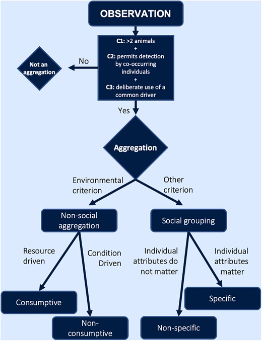 Our proposed paradigm for classifying aggregations in elasmobranchs. A given observation can be determined an aggregation based on our three criteria (C1, C2, C3; see text), and then further categorized according to its drivers.