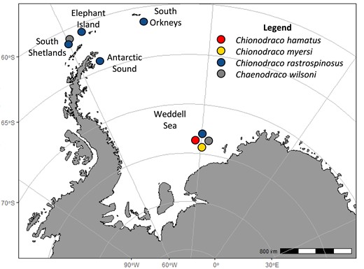 Map of sampling sites around the Antarctic Peninsula and in the Weddell Sea. Dots indicate the average locations of sampling for the four species analysed in this study. Map drawn with the R package ggOceanMaps 1.1 (Vihtakari 2024) and modified manually.
