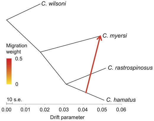 Maximum likelihood tree of Chionodraco spp. and C. wilsoni estimated by TreeMix. The red arrow indicates inferred unidirectional interspecific gene flow from C. hamatus to C. myersi. Migration weights range from low (yellow) to high (red), as indicated by the colour scale and correspond to the proportion of alleles that the receiving species gained from the donor species.