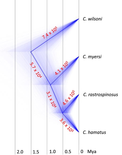 Time-calibrated phylogeny of Chionodraco spp. and C. wilsoni inferred by SNAPP and rendered as a cloud tree. Time is shown on the x-axis in Mya. Numbers along the branches indicate the estimates of Ne when SNAPP was set up to allow a different Ne on each branch.
