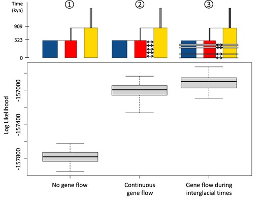 Different gene flow models simulated with fastsimcoal and corresponding likelihood support. Chionodraco myersi is shown in yellow, C. hamatus in red, and C. rastrospinosus in blue. The first model portrays the evolutionary tree of the species as inferred by SNAPP, with no gene flow allowed. In the second model, continuous gene flow between C. hamatus and C. myersi is maintained after the species divergence. In the third model, gene flow between C. hamatus and C. myersi is allowed only during interglacial times. The width of the rectangles is proportional to the effective population size estimated with SNAPP. The time axis reports the splitting times estimated with SNAPP. In the third model, interglacial periods are marked in orange. The boxplots represent the likelihood distributions of the three simulated models. The black solid line indicates the median value; whiskers extend to minimum and maximum values.