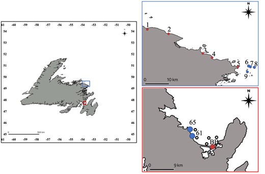 Map of Newfoundland, Canada, indicating regularly monitored capelin (Mallotus villosus) intertidal (red) and subtidal (blue) spawning sites in NDB (blue square) and TB (red square). Open circles represent starting points of the five fixed sites for larval tows in TB around capelin spawning sites at BB (red dot) and subtidal sites (61, 65; blue dots). The map was created in QGIS version 3.4.12 Madeira using data files from the Government of Canada, Natural Resource Canada, Earth Sciences Sector, Geological Survey of Canada (Atlantic), coordinate reference system EPSG:4326-WGS 84.