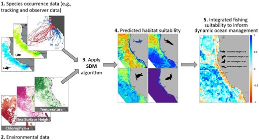 Alt text: Conceptual diagram illustrating that spatially explicit species occurrence and environmental data are combined in an SDM that in turn yields spatially explicit, species-specific habitat suitability and, in turn, maps of fishing suitability.