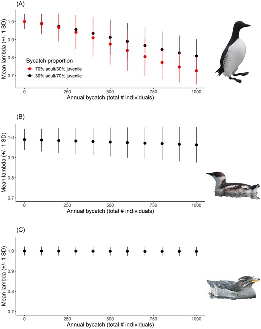 Change in mean population growth (lambda; ± SD) over 25 years for (A) common murre, (B) marbled murrelet, and (C) rhinoceros auklet under varying levels (and proportions where applicable) of bycatch. For panel A, red shows the projection where the majority of individuals being killed from bycatch are adults, while black shows the projection where the majority of individuals being killed from bycatch are juveniles.