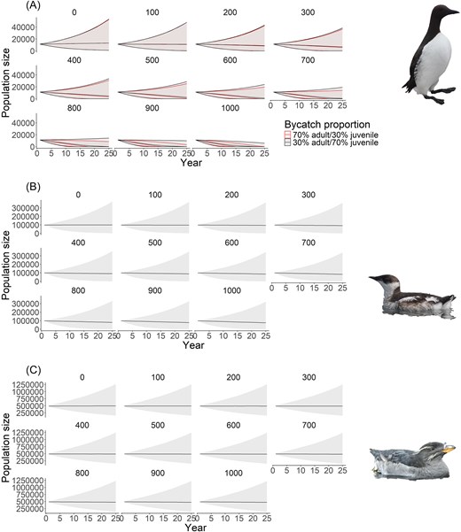Projection of total population size over 25 years for (A) common murre, (B) marbled murrelet, and (C) rhinoceros auklet under varying levels (and proportions where applicable) of bycatch. Solid line indicates median population size, and shading shows 95% CI. For panel A, red shows the projection where the majority of individuals being killed from bycatch are adults, while black shows the projection where the majority of individuals being killed from bycatch are juveniles.