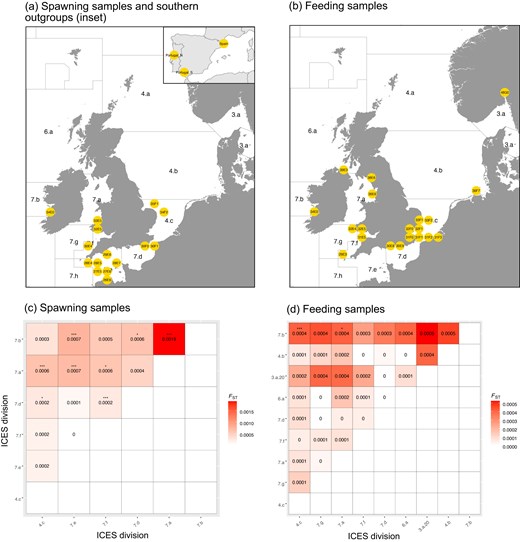 (a and b) Sampling locations for spawning and feeding seasons labelled with ICES rectangle in yellow circles. ICES divisions are also shown. Southern samples are shown as inset in spawning sample map. See Supplementary Table S1a and b for samples sizes and other information for each site. Figure 1c and d. Pairwise FST among ICES divisions for spawning and feeding samples. Cells are coloured by FST value (included as text) and the statistical significance after Bonferroni correction is indicated (*P < 0.05; **P < 0.01; ***P < 0.001).