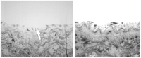 Cross-sectional samples of the aortic wall after clamping (Richardson staining). From left: partial disruption of the endothelial layer (aortic pressure 30 mmHg, 1 min clamping time) and complete destruction of the endothelial layer (aortic pressure 60 mmHg, 30 min clamping time).