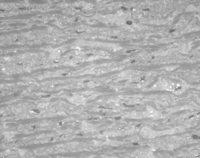 Cross-sectional sample of the aortic media after 30 min clamping (aortic pressure 80 mmHg, Richardson staining) with no visible abnormalities at the clamp area.