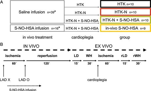 (A) Treatment scheme for the four groups (1) HTK, (2) HTK-N, (3) HTK-N + S-NO-HSA, (4) in vivo S-NO-HSA; *at the end of the in vivo part of the experiment five animals receiving S-NO-HSA infusion and five animals receiving saline infusion were randomly taken to assess infarct size by Evans Blue and 2,3,5-triphenyl tetrazolium chloride (TTC) staining. (B) Time schedule of the experimental protocol. LAD X: occlusion of LAD; LAD O: reopening of LAD; LD: langendorff mode; WH: working heart mode; rLD: langendorff mode during ex vivo reperfusion; rWH: working heart mode during ex vivo reperfusion.