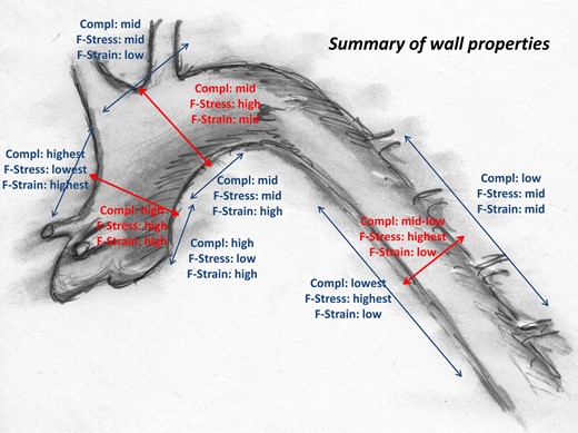 Local and directional wall properties of the young and healthy aorta.