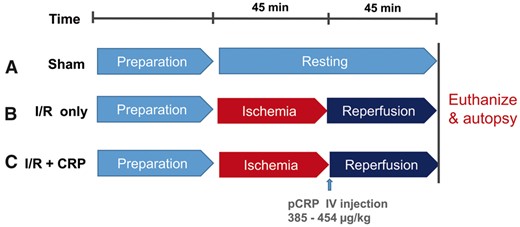 Schematic illustration of experimental protocols.