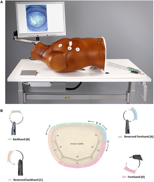 (A) High-fidelity minimally invasive mitral valve surgery simulator. (B) Suturing map for endoscopic mitral valve repair.