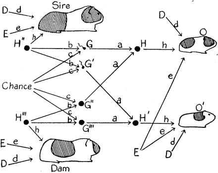 Random phenotypic variance? Sewall Wright's path analysis of the Piebald pattern in guinea pigs87
