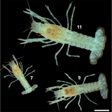 Variation of growth of genetically identical marbled crayfish in an aquarium: how well would epidemiologists be able to predict outcomes?94 Reproduced with permission from the Journal of Experimental Biology