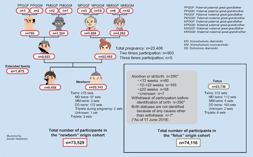 Number of participants according to family role. Both the total number of participants in the ‘fetus’ origin cohort and that in the ‘newborn’ origin cohort are presented.