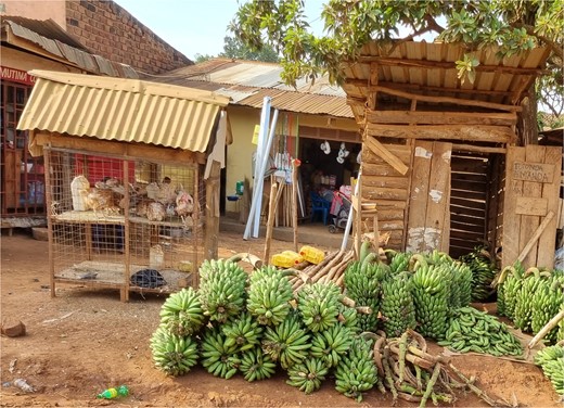 Matooke (East African Highland banana) is a staple food in Central and Western Uganda, with chicken being a common source of animal protein throughout the country. The picture shows a typical retail shop
