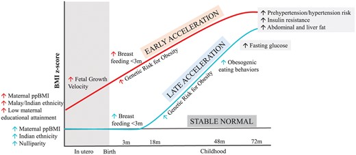 Schematic diagram showing pre- and post-natal risk factors and post-natal behavioural and cardiometabolic assessments associated with early-acceleration and late-acceleration trajectory patterns. Up arrow indicates an increase in risk of being classified into a trajectory class linked to risk factor or an elevated outcome relative to the Stable Normal trajectory pattern.