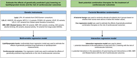 Two columns of boxes showing how the researchers aimed to estimate the effects of genetically predicted lipoprotein(a) lowering using genetic instruments and multivariable regression, and to seek combination therapies to treat cardiovascular outcomes using factorial Mendelian randomization and interaction regression.