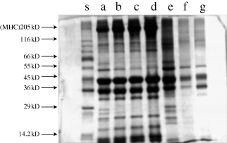 SDS-PAGE pattern of total proteins from unwashed and washed threadfin bream meat. Lane s, standard markers; a, unwashed meat; b, once washed meat; c, twice washed meat; d, thrice washed meat; e, first wash water; f, second wash water; g, third wash water (standard markers include 205 kDa myosin heavy chain from rabbit muscle; 116 kDa β-galactosidase; 97 kDa phosphorylase; 66 kDa albumin bovine serum; 55 kDa glutamic dehydrogenase; 45 kDa ovalbumin; 36 kDa gluceraldehyde-3-phosphate dehydrogenase).