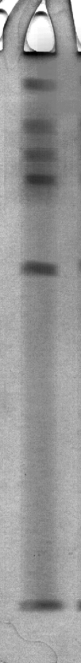 Native PAGE of celery root PPO. Activity staining by 2.5 mmDl-dopa.