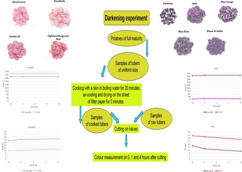 Graphical Abstract