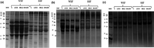 SDS-PAGE electrophoresis results. MW = molecular weight standard (kDa); C = control sample; LOCK = sample inoculated with Lactobacillus rhamnosus LOCK900; BAUER = sample inoculated with Lactobacillus acidophilus Bauer Ł0938; BB12 = sample inoculated with Bifidobacterium animalis subsp. lactis BB-12; WSF = water-soluble fraction; SSF = salt-soluble fraction; a, b, c = fractions extracted from dry-cured pork loin after 28, 180 and 360 days of storage respectively.