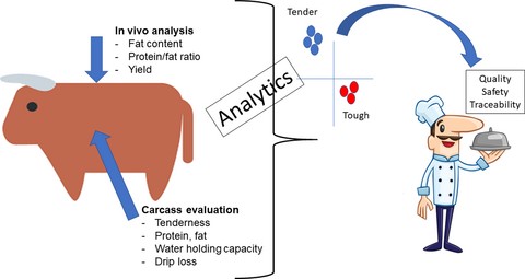 Graphical Abstract
