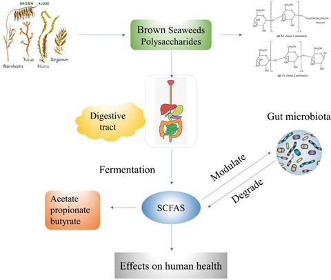 Graphical Abstract