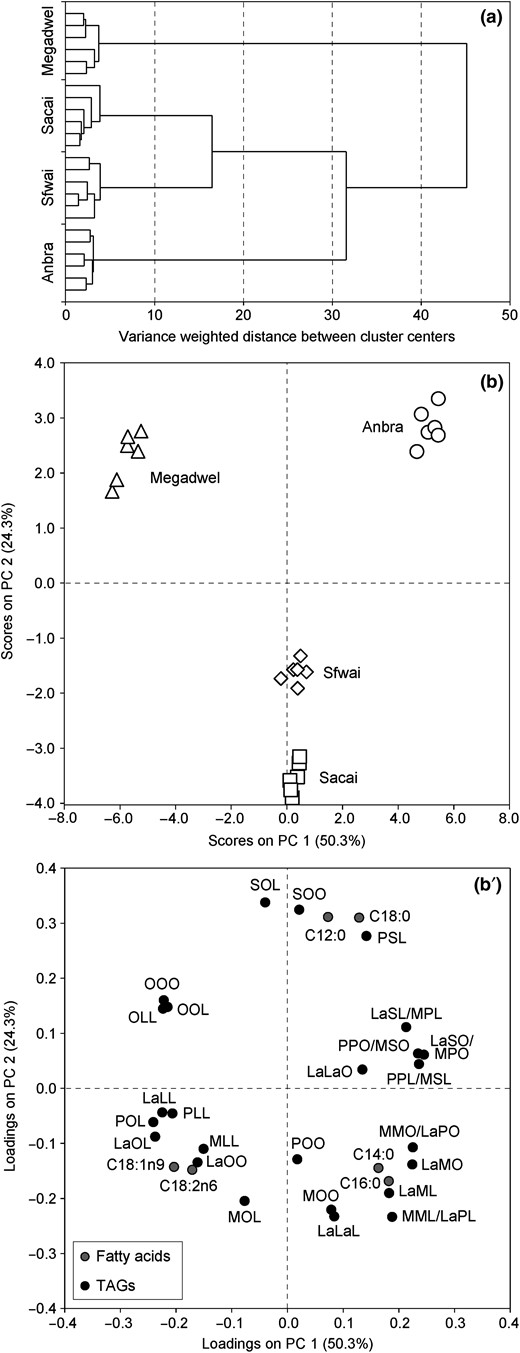 HCA dendrogram (a), PCA scores (b) and loadings plots (b’) based on fatty acids and triacylglycerols in P. dactylifera seed oils.