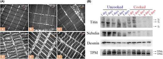 (A) TEM images of uncooked (a, b, c) and cooked (d, e, f) muscle stored at 4 °C for 1, 3 and 5 d. (B) Western blotting analysis for titin, nebulin, desmin and TPM in uncooked and cooked muscles.