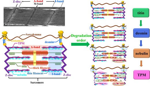 Degradation mechanism of structural proteins during post-mortem storage.