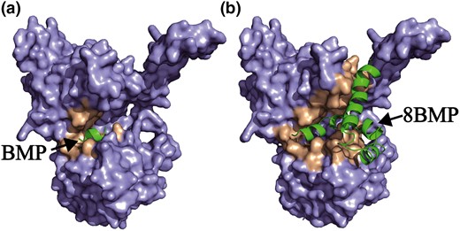 General interface view of molecular docking models of BMP-VFTD/hT1R1 complex (a) and 8BMPVFTD/hT1R1 complex (b).