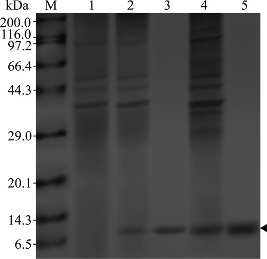 SDS-PAGE analysis of 8BMP collected from cell extracts of shake flask, affinity purification and cell extracts of fermenter. M: protein molecular weight marker, 1: B. subtilis 168/pMA09 extracts, 2: cell extracts with 8BMP of shake flask, 3: purified 8BMP, 4: cell extracts with 8BMP of fermenter and 5: purified 8BMP of fermenter.