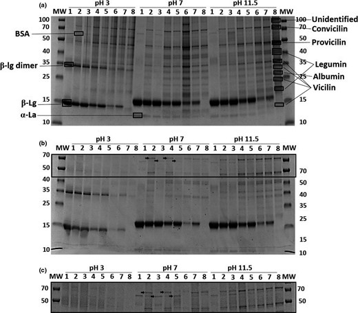 SDS-PAGE gel (any kD) of protein precipitates dissolved (c = 1 mg/mL) at pH 3, 7 or 11.5 and applied directly (a) or centrifuged at 2,346 g for 15 min. (b). Differences are indicated with arrows, and an enlargement of the interesting area is presented (c). Molecular weight markers (MW) are located in the first and last lane with protein masses in kDa to the left or the right of the gel, respectively. #1: WPI. #2: Co-precipitate WPI:PPI 80:20 (w/w). #3: Blend WPI:PPI 80:20 (v/v). #4: Co-precipitate WPI:PPI 50:50 (w/w). #5: Blend WPI:PPI 50:50 (v/v). #6: Co-precipitate WPI:PPI 20:80 (w/w). #7: Blend WPI:PPI 20:80 (v/v). #8: PPI. The proteins were identified by MALDI-Tof–Tof.