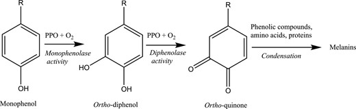 Simplified schematisation of browning process. PPOs: polyphenol oxidases. Figure from Taranto et al. (2017).