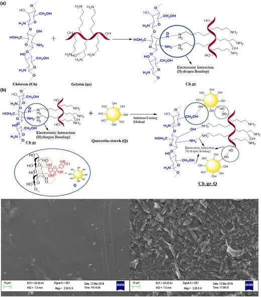 Preparation of gelatine-chitosan complex containing quercetin-starch (a) and the morphology of the complex (b) (Yadav et al., 2020).